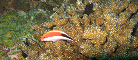 Andaman Tour Packages, Andaman Package Tours, Andaman Tourism, Tour Package to Andaman