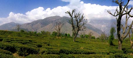 Palampur Tour, Palampur Tour Package, Tour to Palampur