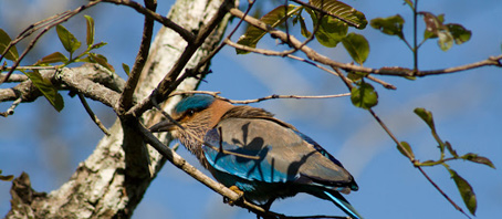 Karnataka Tour Packages, Karnataka Package Tours, Karnataka Tourism, Tour Package to Karnataka