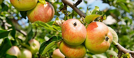 Kashmir Tour Packages, Kashmir Package Tours, Kashmir Tourism, Tour Package to Kashmir