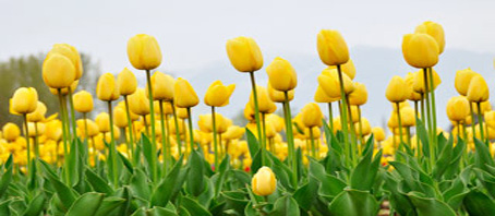 Kashmir Tour Packages, Kashmir Package Tours, Kashmir Tourism, Tour Package to Kashmir
