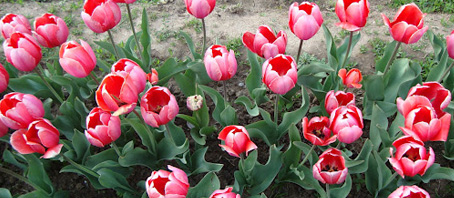 Kashmir Tour Packages, Kashmir Package Tours, Kashmir Tourism, Tour Package to Kashmir
