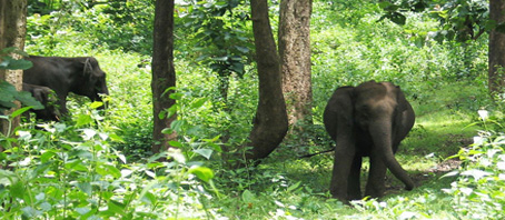Kerala Tour Packages, Kerala Package Tours, Kerala Tourism, Tour Package to Kerala