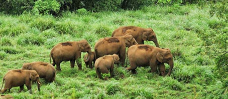 Kerala Tour Packages, Kerala Package Tours, Kerala Tourism, Tour Package to Kerala