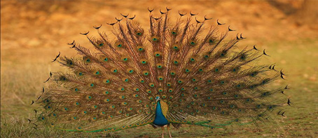 Madhya Pradesh Tour Packages, Madhya Pradesh Package Tours, Madhya Pradesh Tourism, Tour Package to Madhya Pradesh