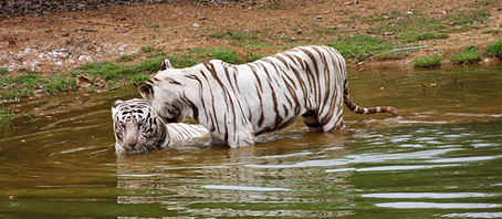 Orissa Tour Packages, Orissa Package Tours, Orissa Tourism, Tour Package to Orissa