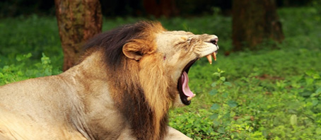 Orissa Tour Packages, Orissa Package Tours, Orissa Tourism, Tour Package to Orissa