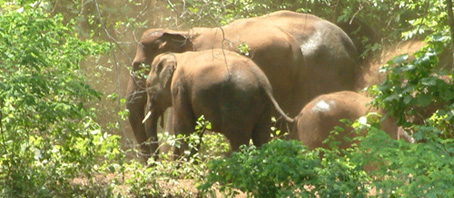 Orissa Tour Packages, Orissa Package Tours, Orissa Tourism, Tour Package to Orissa