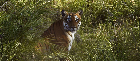 Orissa Tour Packages, Orissa Package Tours, Orissa Tourism, Tour Package to Orissa