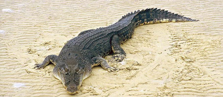 Orissa Tour Packages, Orissa Package Tours, Orissa Tourism, Tour Package to Orissa