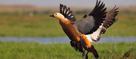 Orissa Tour Packages, Orissa Package Tours, Orissa Tourism, Tour Package to Orissa