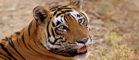 Rajasthan Tour Packages, Rajasthan Package Tours, Rajasthan Tourism, Tour Package to Rajasthan