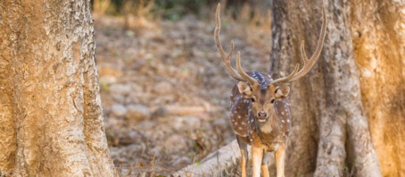 Uttarakhand Tour Packages, Uttarakhand Package Tours, Uttarakhand Tourism, Tour Package to Uttarakhand