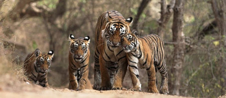 Uttarakhand Tour Packages, Uttarakhand Package Tours, Uttarakhand Tourism, Tour Package to Uttarakhand